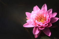 Pink Lotus Royalty Free Stock Photos Pink Lotus Royalty Free Stock Photos