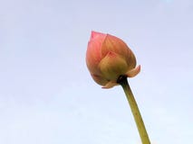pink lotus bud  beautiful with white background