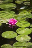 Pink lotus in the lake royalty free stock photos Pink lotus in the lake royalty free stock photos