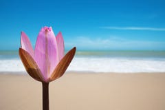 Pink Lotus On Beach Stock Photo