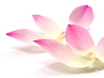 Pink Lotus Petals Flower On White Background Royalty Free Stock Photo