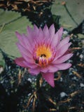 Pink Lotus stock photos Pink Lotus stock photos