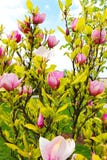 Pink Magnolia Royalty Free Stock Image