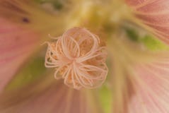 Macro photo of pink mallow flower royalty free stock images Macro photo of pink mallow flower royalty free stock images
