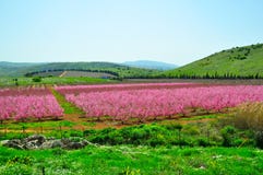 Pink Nectarine Trees, Israel royalty free stock images Pink Nectarine Trees, Israel royalty free stock images