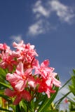 Pink Oleander Flowers, Blue Skies, White Clouds Stock Photography Pink Oleander Flowers, Blue Skies, White Clouds Stock Photography
