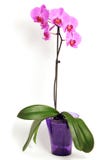 Pink Orchid Flower Pink Orchid Flower
