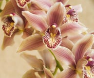 Pink Orchids Stock Images