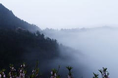 Pink peach blossom in the spring on the hillside, mountain fog cover Stock Photos Pink peach blossom in the spring on the hillside, mountain fog cover Stock Photos
