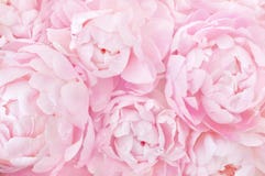 Pink peonies flowers festive background royalty free stock image Pink peonies flowers festive background royalty free stock image