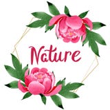 Pink peony floral botanical flowers. Watercolor background illustration set. Frame border ornament square. royalty free illustration Pink peony floral botanical flowers. Watercolor background illustration set. Frame border ornament square. royalty free illustration