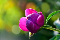 Pink peony flower bloom spring on a background of greenery in the garden in warm and sunny morning stock images Pink peony flower bloom spring on a background of greenery in the garden in warm and sunny morning stock images
