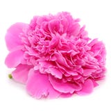 Pink Peony Flower Isolated On White Background Royalty Free Stock Photography