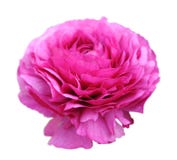 Pink persian buttercup flower on white Stock Photos Pink persian buttercup flower on white Stock Photos
