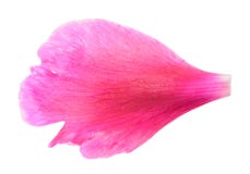 Pink petal of peony isolated on white background royalty free stock photography Pink petal of peony isolated on white background royalty free stock photography