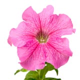 Pink Petunia Stock Photo