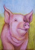 Pink pig color sketch