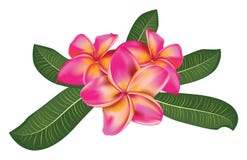 Pink Plumeria With Leaves Stock Photos