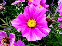 Pink/purpurowy piękna whit żółta gwiazda jak słońce w środku fotografia stock Pink/purpurowy piękna whit żółta gwiazda jak słońce w środku fotografia stock