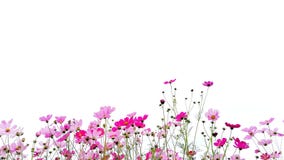 Pink and Red garden cosmos flowers or Mexican aster with green stem. royalty free stock photos Pink and Red garden cosmos flowers or Mexican aster with green stem. royalty free stock photos