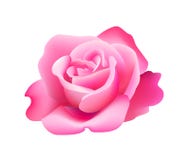 Pink Rose Royalty Free Stock Photography