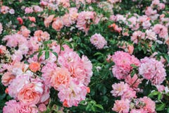 Pink Rose Bush In Garden Pink Rose Bush In Garden
