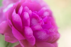 Pink rose flower in soft focus close up royalty free stock photography Pink rose flower in soft focus close up royalty free stock photography