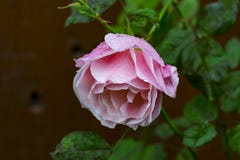 Pink rose with water drops Stock Photography Pink rose with water drops Stock Photography