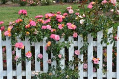 Pink Roses And White Picket Fence Royalty Free Stock Photos