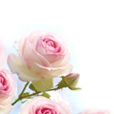 Pink Roses Background, Floral Border Stock Images Pink Roses Background, Floral Border Stock Images