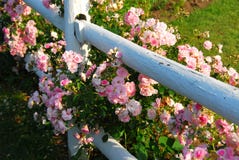 Pink Roses Fence Royalty Free Stock Images Pink Roses Fence Royalty Free Stock Images
