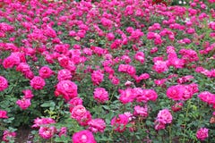 Pink Roses Garden Stock Photography