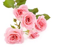 Pink Roses White Background