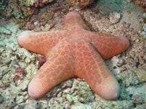 Pink Sea Star From Maldives Stock Images