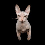 Pink Sphynx Cat Isolated on Black Background Royalty Free Stock Photos Pink Sphynx Cat Isolated on Black Background Royalty Free Stock Photos