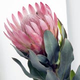 Pink square Pincushion protea