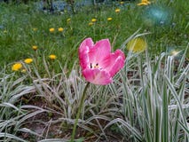 Pink tulip on the background of grass and dandelions royalty free stock images Pink tulip on the background of grass and dandelions royalty free stock images