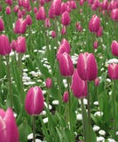 Pink Tulips Royalty Free Stock Images