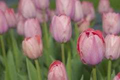 Pink Tulips Pink Tulips