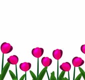 Pink tulips background-01 stock illustration Pink tulips background-01 stock illustration