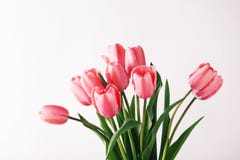 Pink tulips Stock Photos Pink tulips Stock Photos