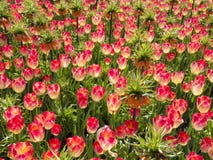 Pink Tulips with Crown Imperial in Garden stock image Pink Tulips with Crown Imperial in Garden stock image