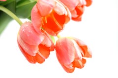 Pink Tulips White Background Stock Images Pink Tulips White Background Stock Images