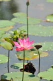 Pink Water Lily Series 4 Royalty Free Stock Photos