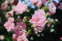 Pink Wild rose flower blooming during summer. royalty free stock photos Pink Wild rose flower blooming during summer. royalty free stock photos