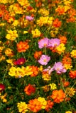 Pink Wildflowers Surrounded By Yellow And Orange Royalty Free Stock Photo