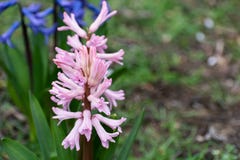 Pink wood hyacinths: Scilla campanulata royalty free stock image Pink wood hyacinths: Scilla campanulata royalty free stock image