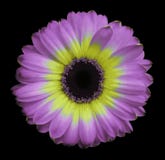 Pink-yellow gerbera flower black isolated background with clipping path. Closeup. no shadows. For design royalty free stock images Pink-yellow gerbera flower black isolated background with clipping path. Closeup. no shadows. For design royalty free stock images