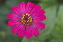 Pink zinnia flower blooming royalty free stock image Pink zinnia flower blooming royalty free stock image