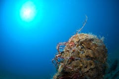 Pinna nobilis Royalty Free Stock Photo Pinna nobilis Royalty Free Stock Photo
